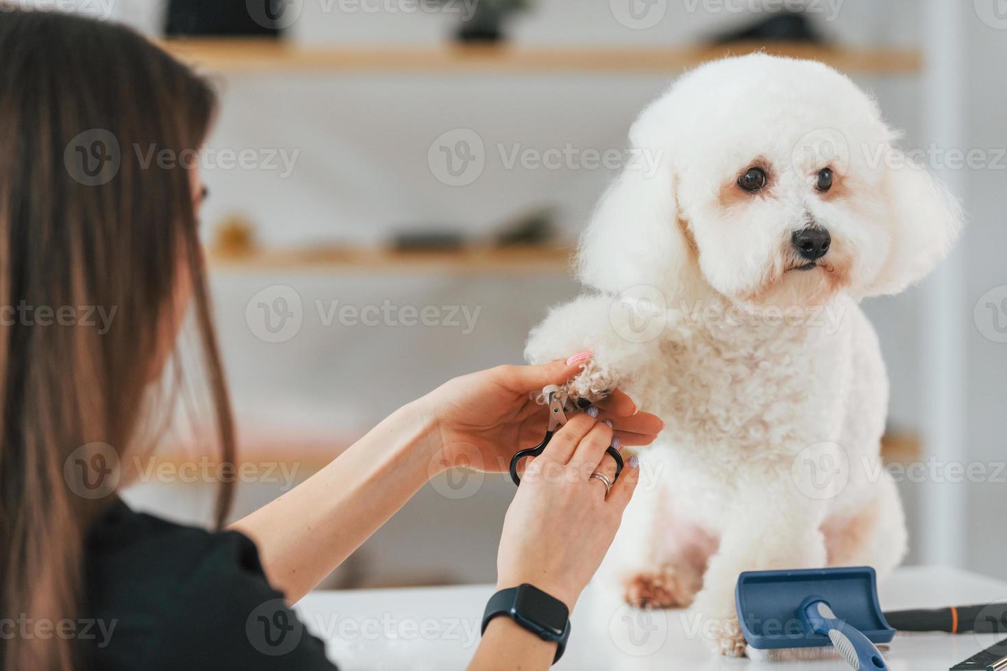 la donna sta lavorando con l'animale domestico. simpatico cagnolino è nello studio di toelettatura foto