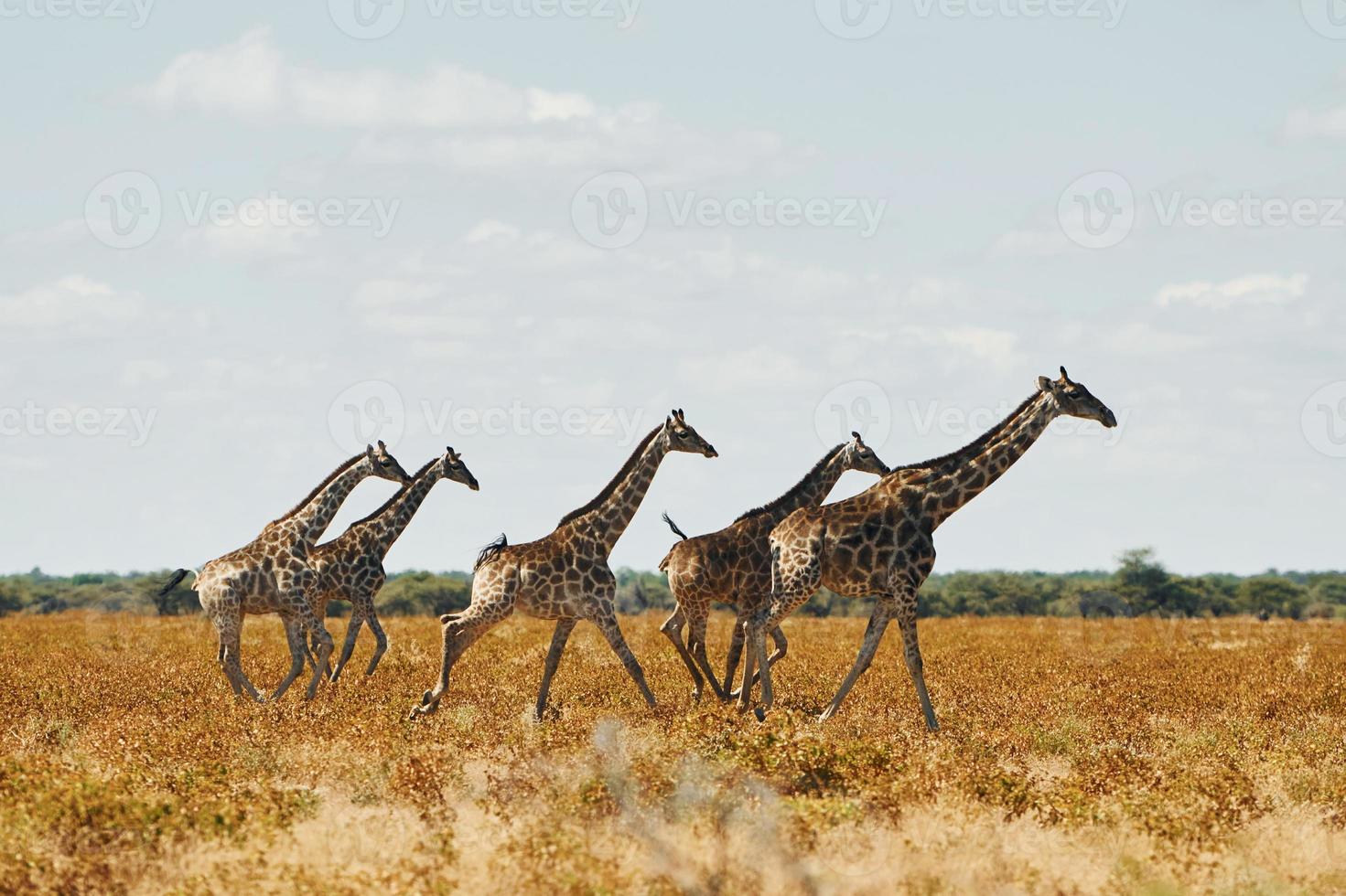 le giraffe sono all'aperto nella fauna selvatica in Africa foto