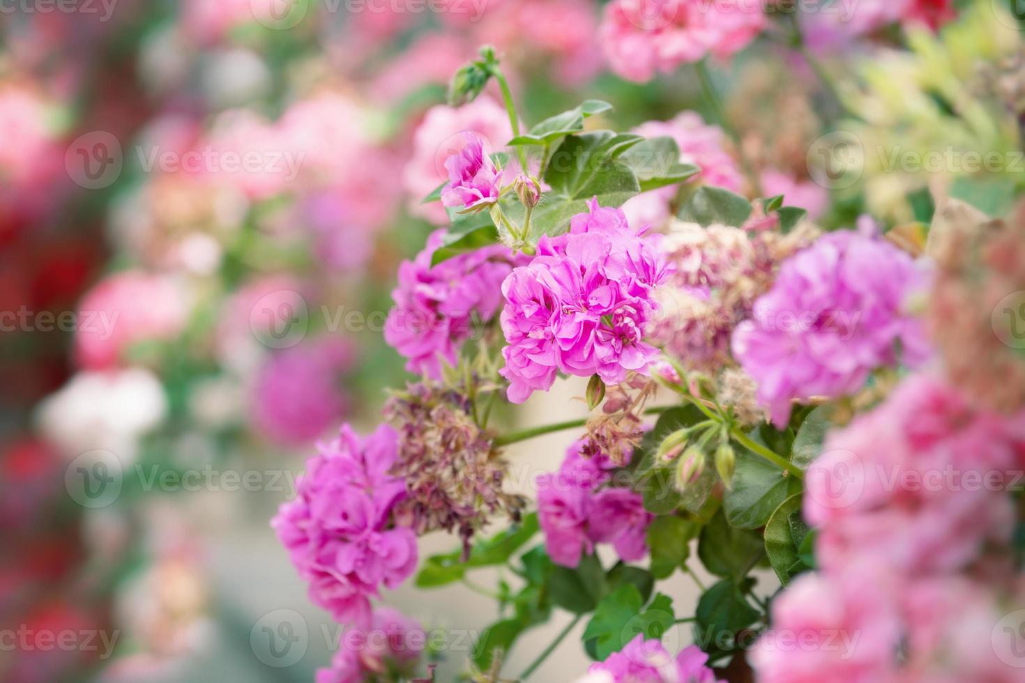 bellissimo sfondo rosa fiori decorativi all'aperto foto
