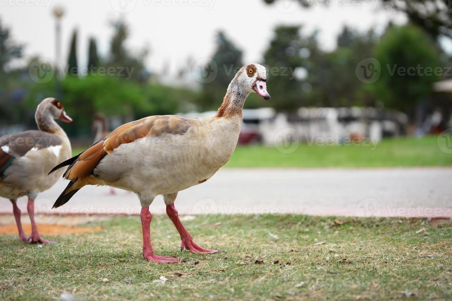 bella oca del nilo nel parco nazionale di ramat-gan, israele foto