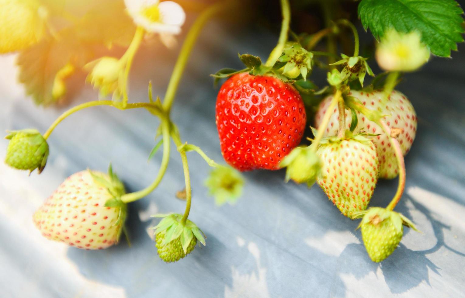 Fragole frutticoltura nel campo di fragole con foglia verde in giardino - pianta di fragole fattoria concetto di agricoltura foto