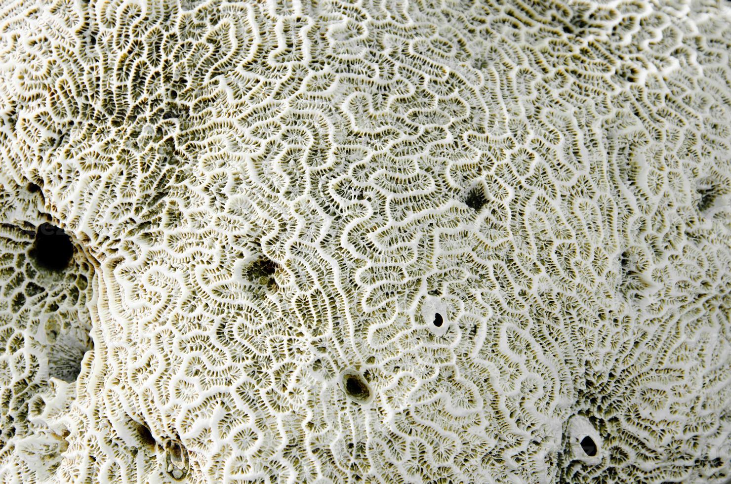 vicino fossile di corallo foto