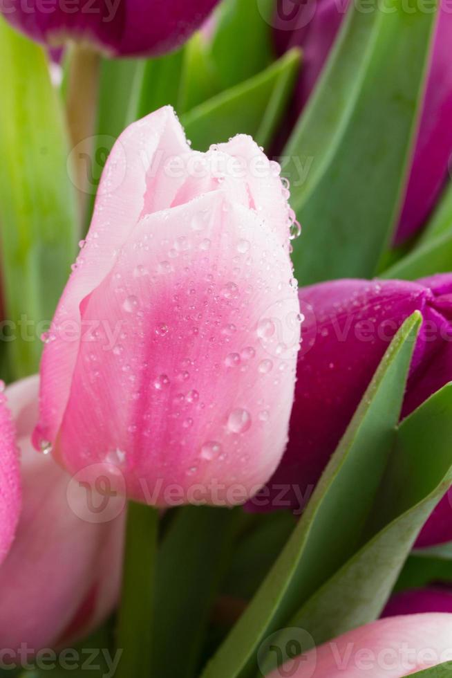 tulipano rosa da vicino foto