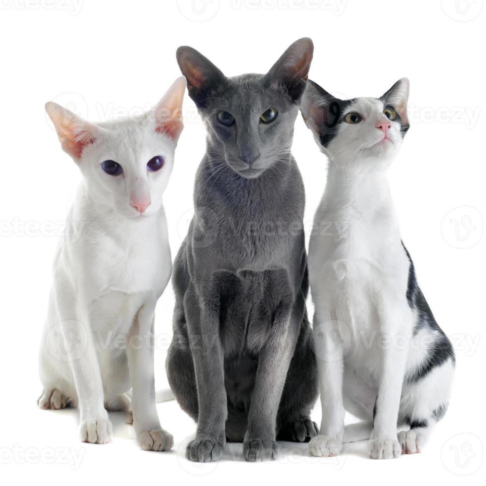 tre gatti orientali foto