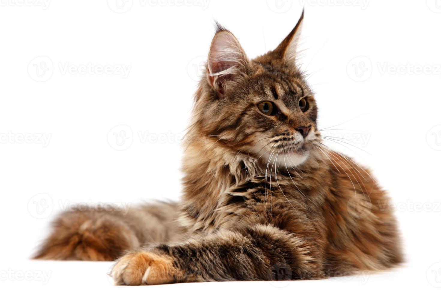 Maine Coon foto