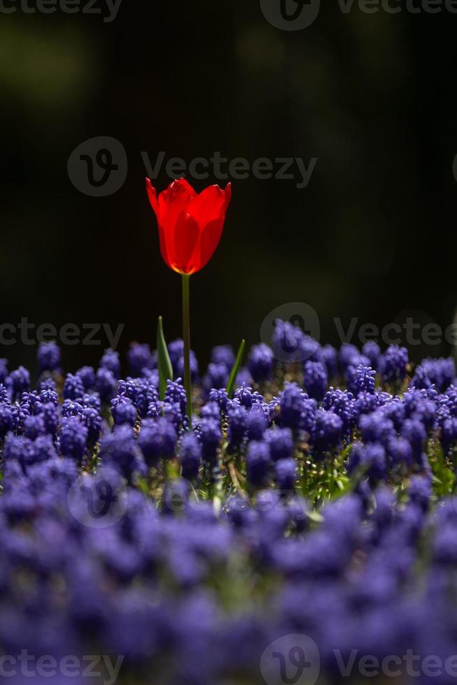 tulipano rosso nel giardino fiorito foto
