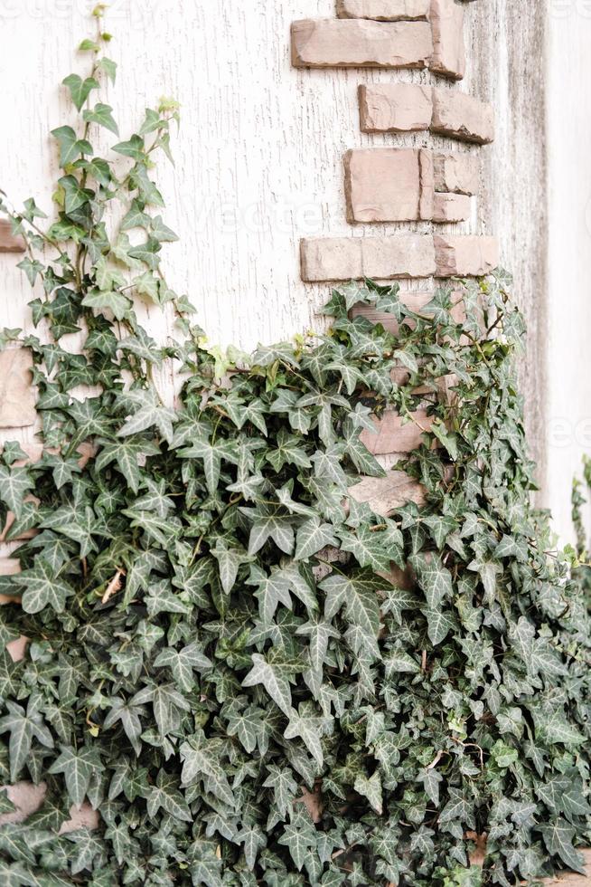 muro di una casa intrecciata con l'edera. bellissime piante da giardino. foto