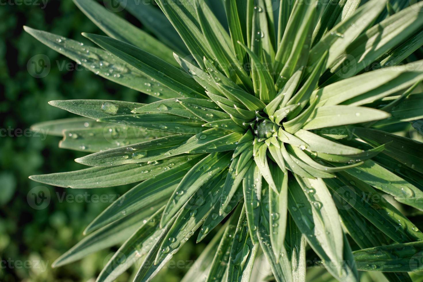 sfondo di fiori verdi. boccioli di giglio verde. poster o carta da parati estiva. vista dall'alto del fiore con gocce d'acqua. bella pianta da giardino foto