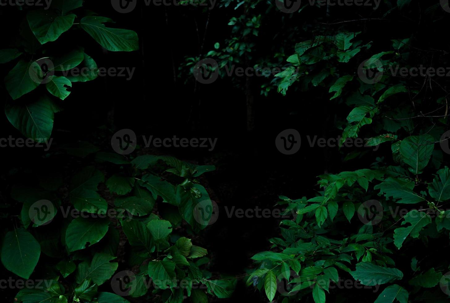 cespugli di piante di fogliame della foresta pluviale tropicale su sfondo scuro foto