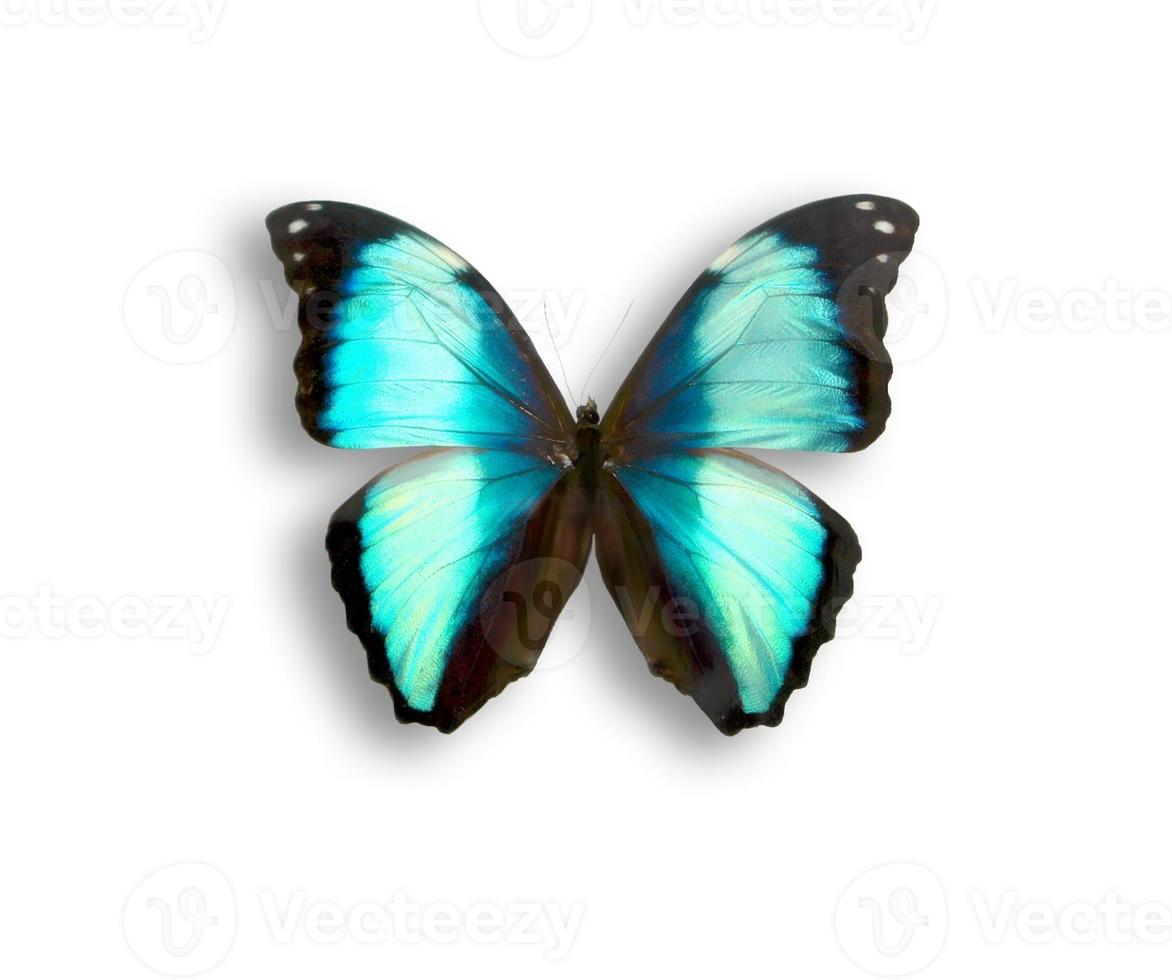 farfalla morfo foto