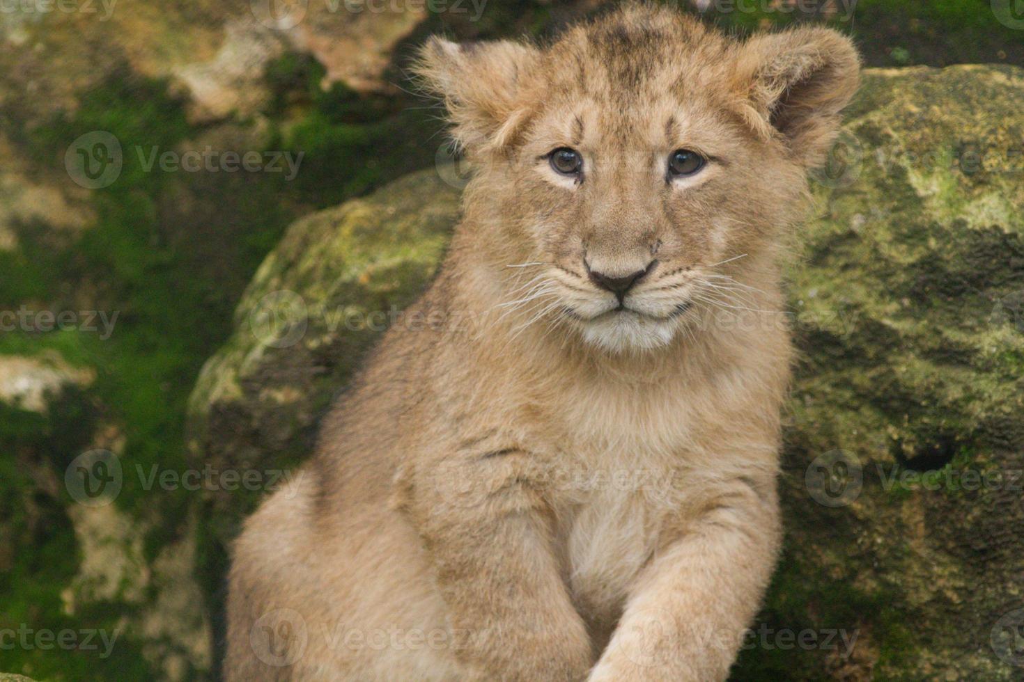 cucciolo di leone asiatico maschio. foto