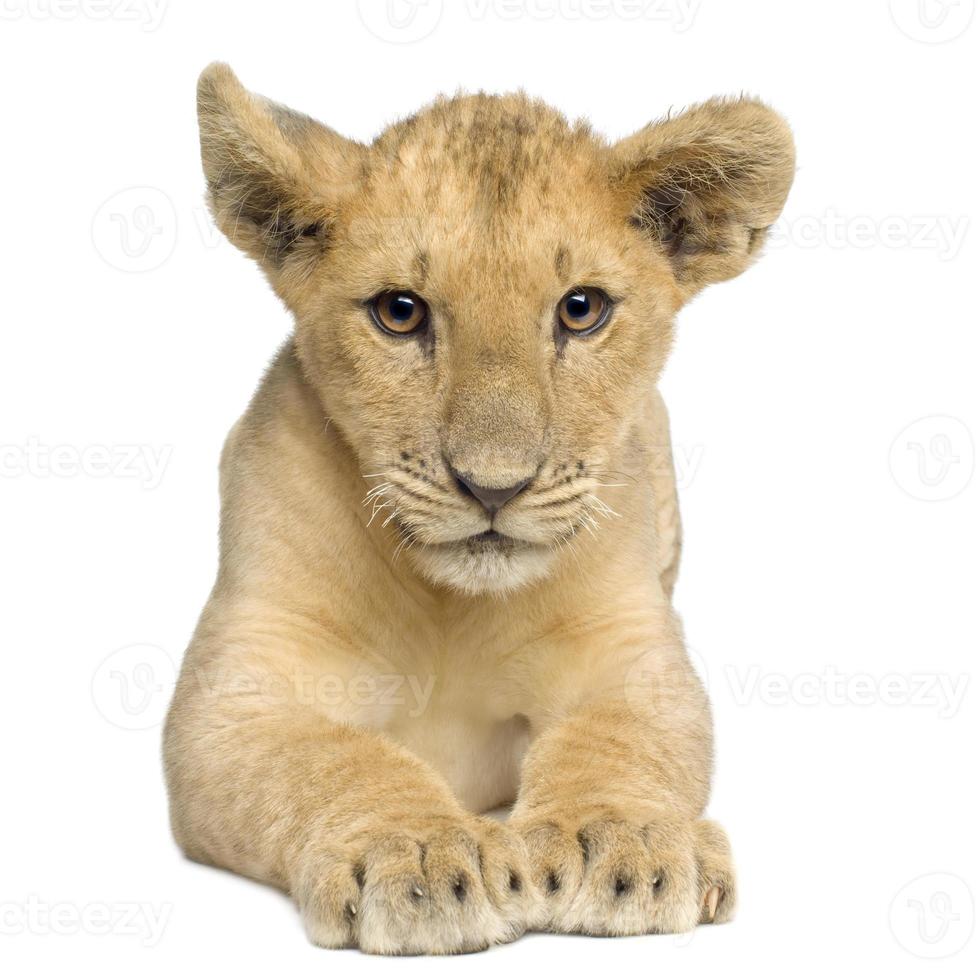 cucciolo di leone (4 mesi) foto