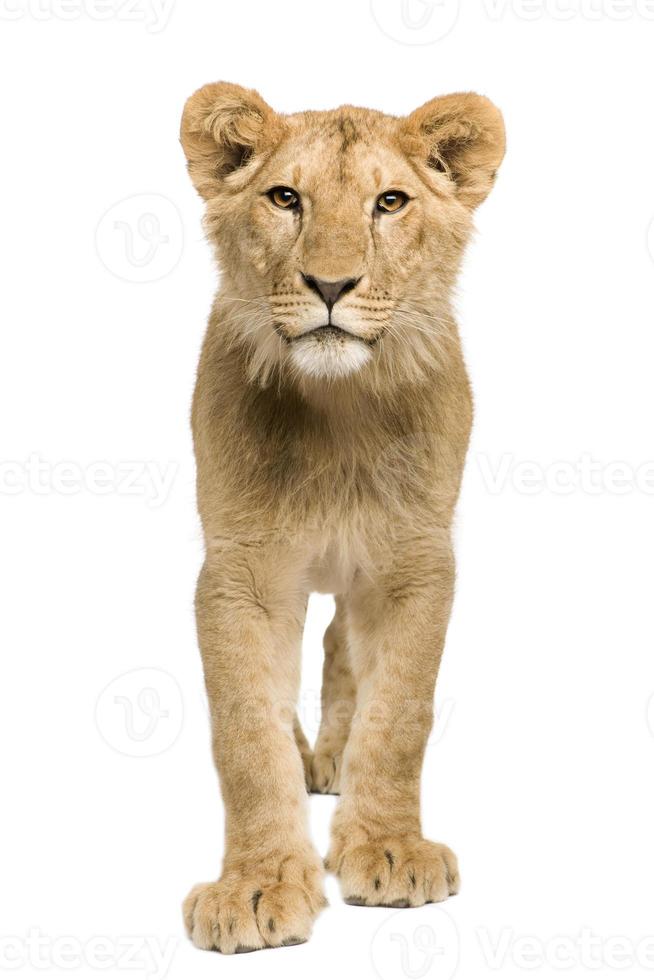 cucciolo di leone (9 mesi) foto