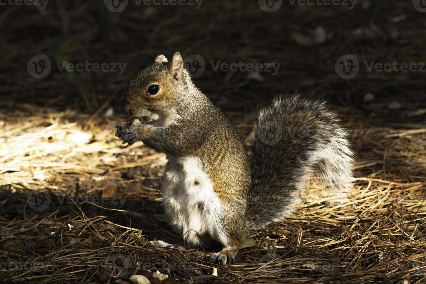 scoiattolo grigio orientale (sciurus carolinensis) foto