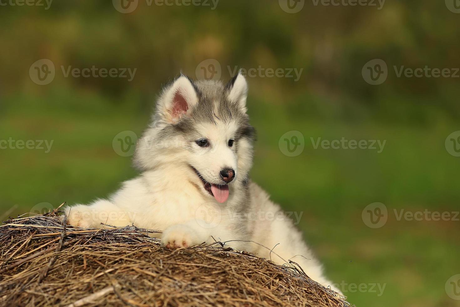husky bianco. cucciolo. 1 mese foto