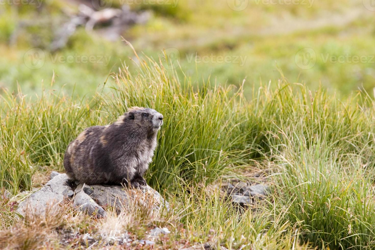 Marmotta olimpica (marmota olympus) seduto su una roccia in prati foto