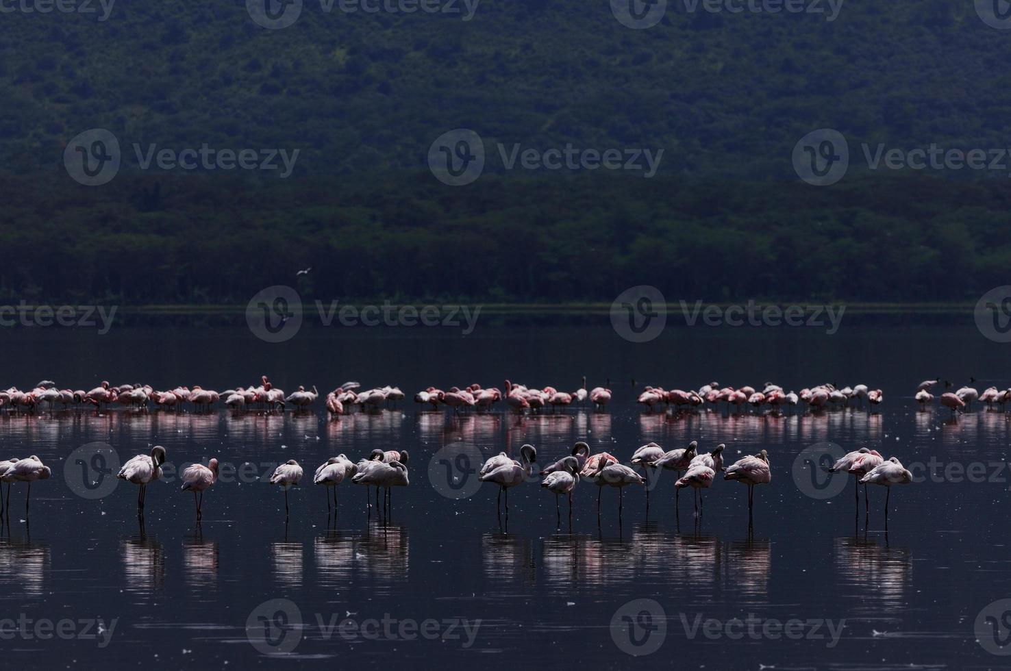 fenicotteri sul lago nakuru foto