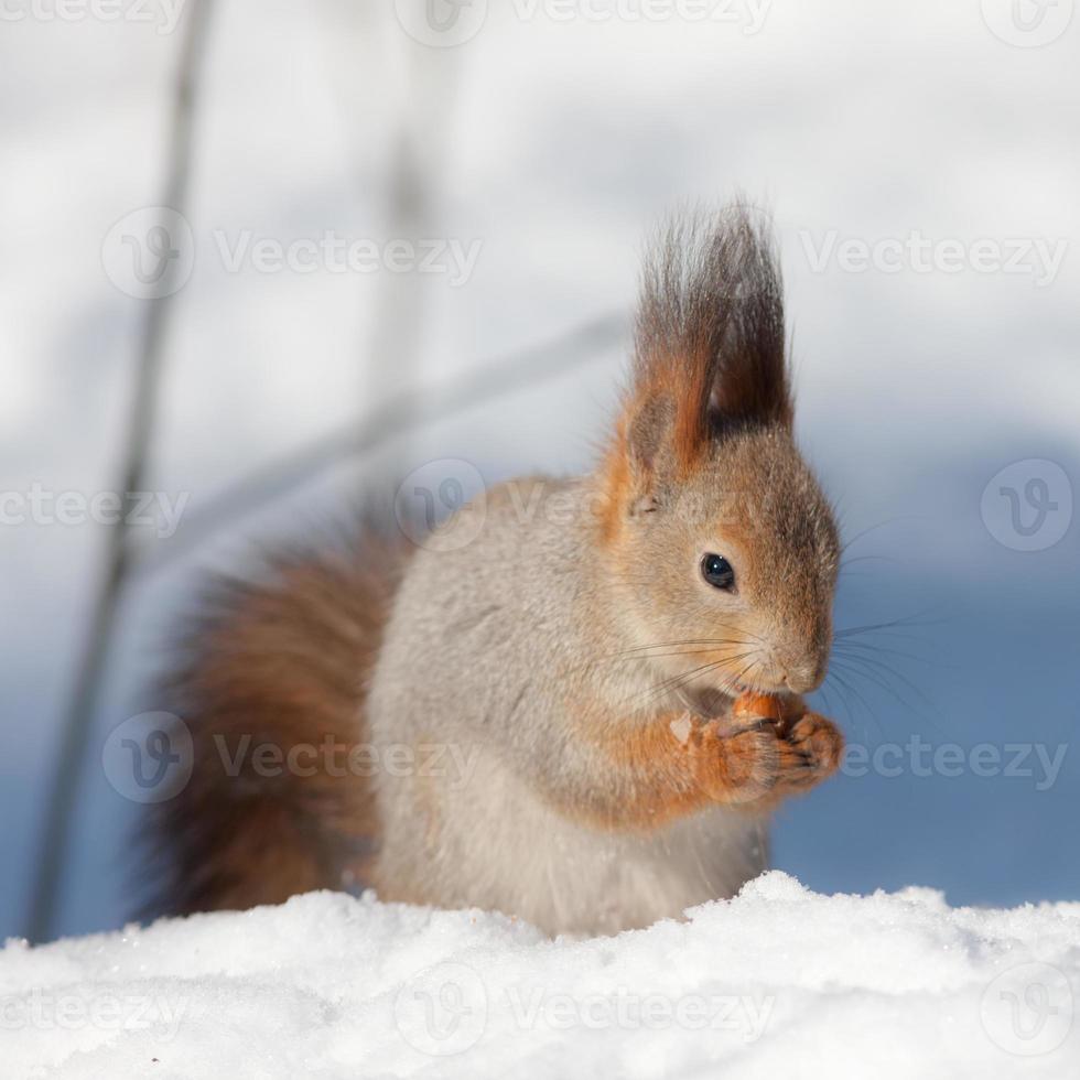 scoiattolo sulla neve foto