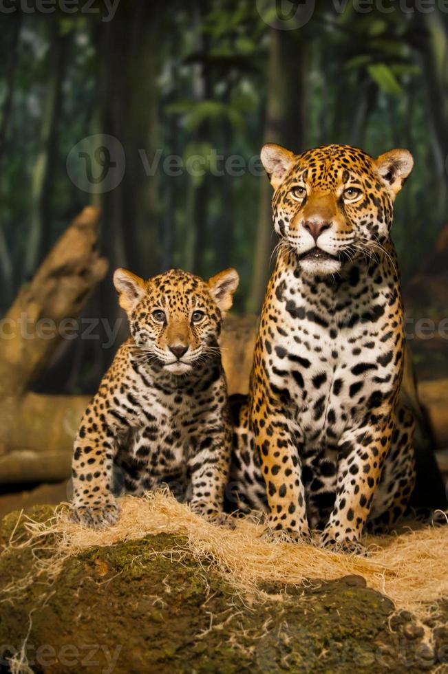 famiglia giaguaro foto