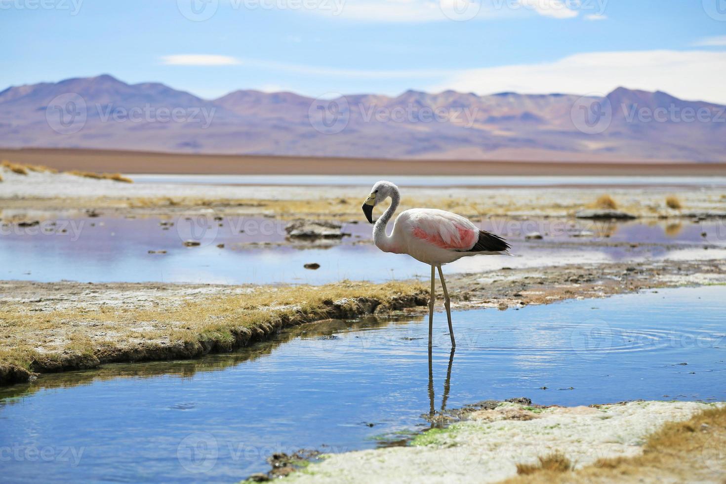 fenicotteri delle Ande vicino alla sorgente di acqua calda nel deserto della Bolivia foto