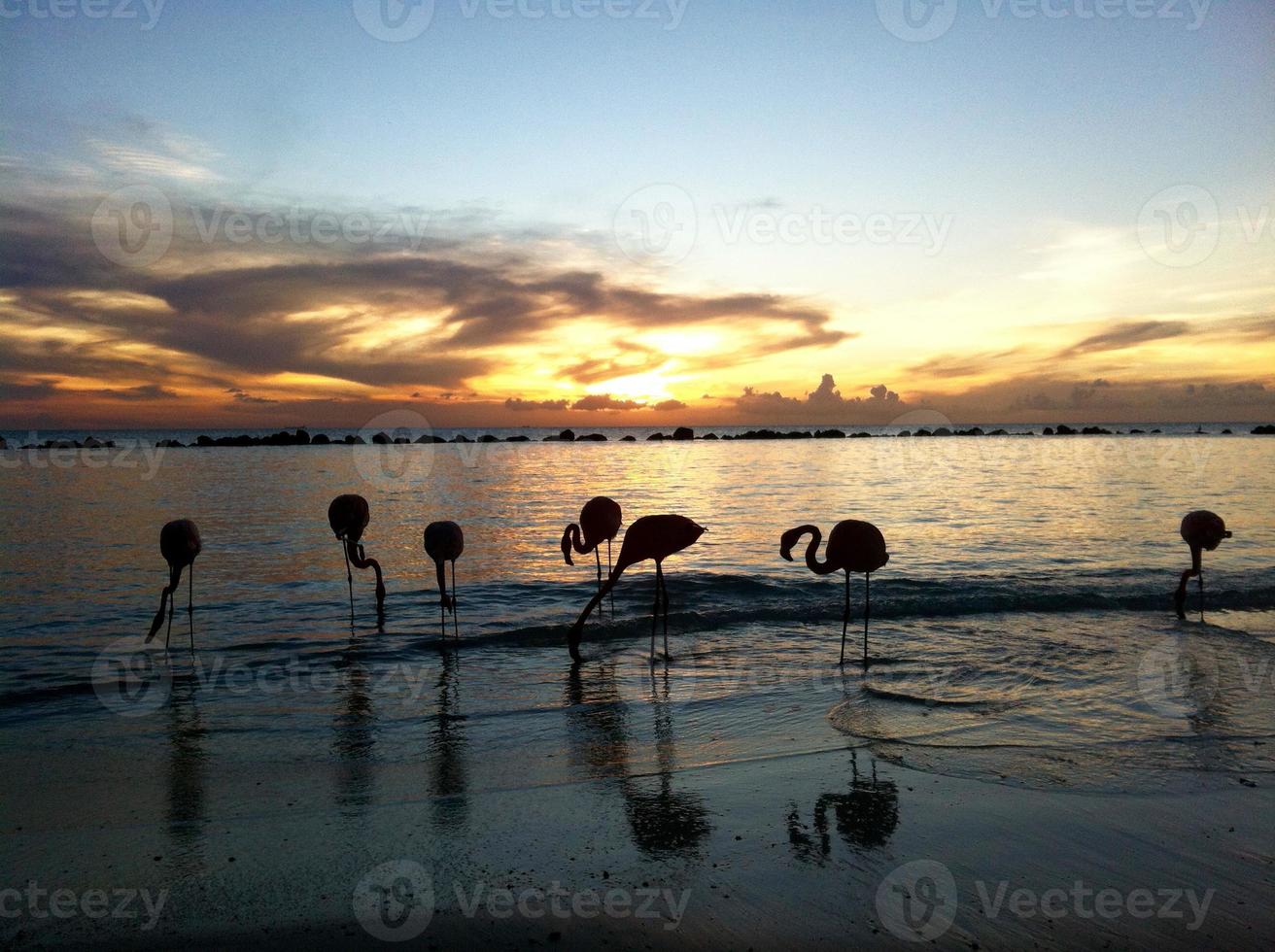 bellissimi fenicotteri su una spiaggia paradisiaca foto
