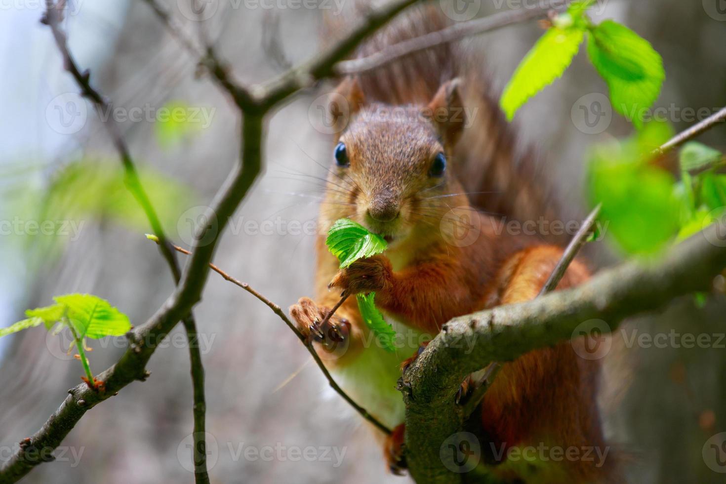 Lo scoiattolo mangia una foglia dell'albero. foto