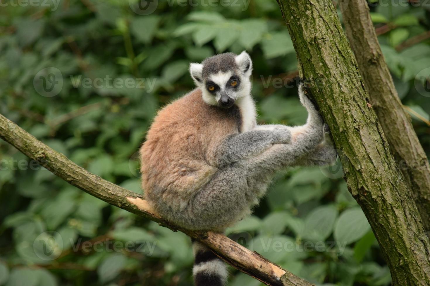 lemure foto