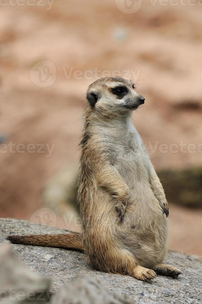 meerkat foto