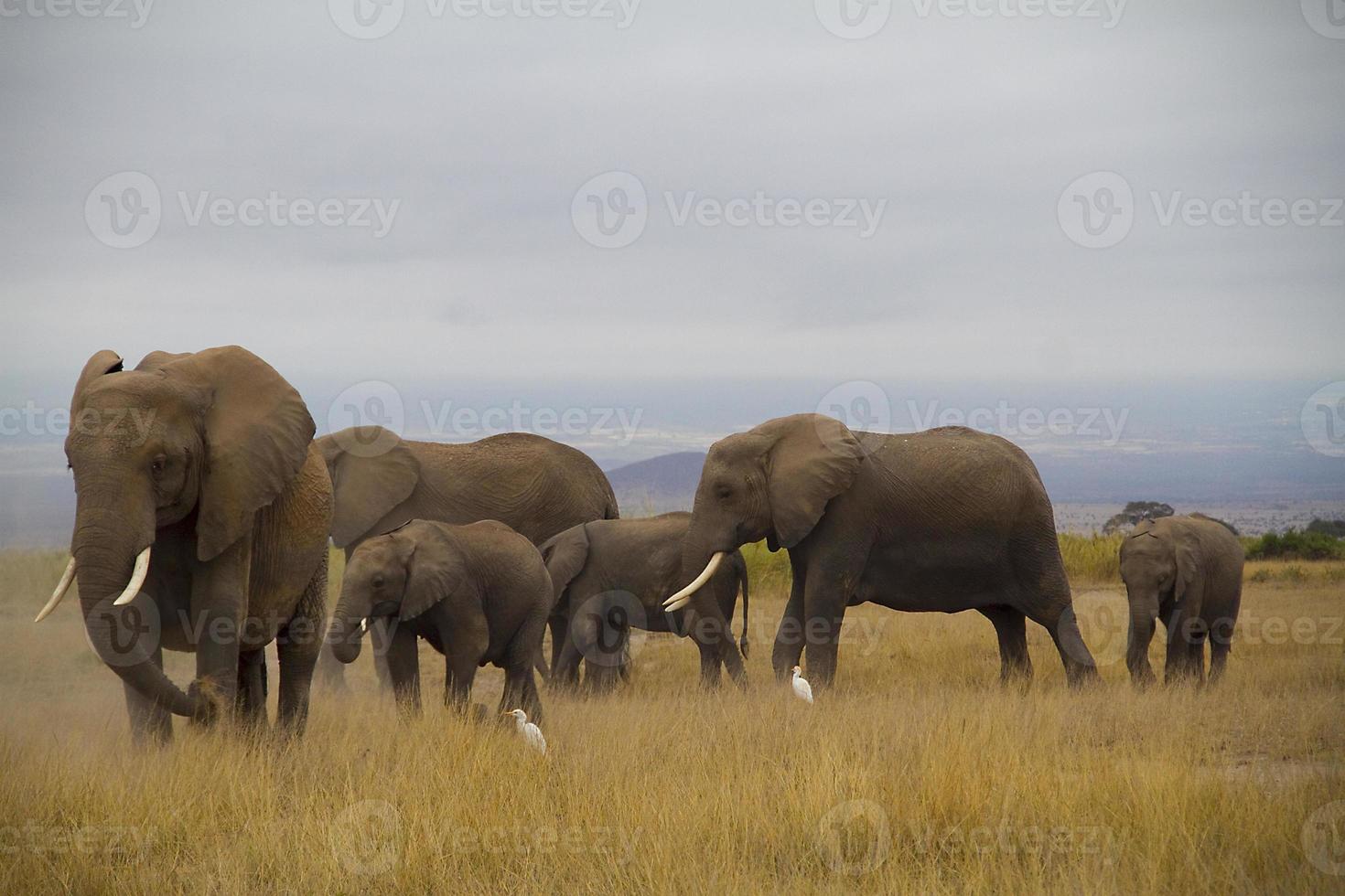 foto di gruppo di elefanti