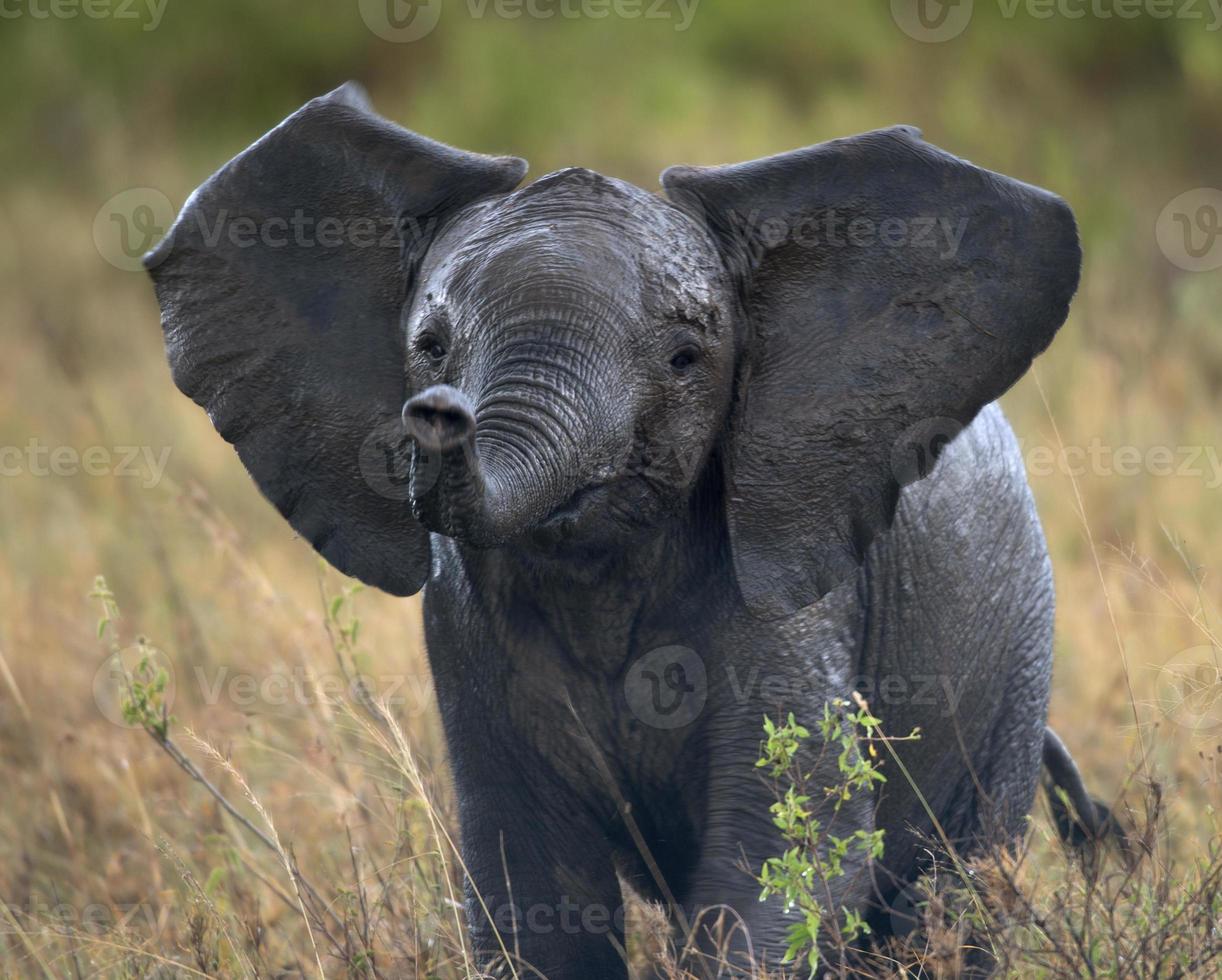 elefante africano nel parco nazionale del serengeti, tanzania, africa foto