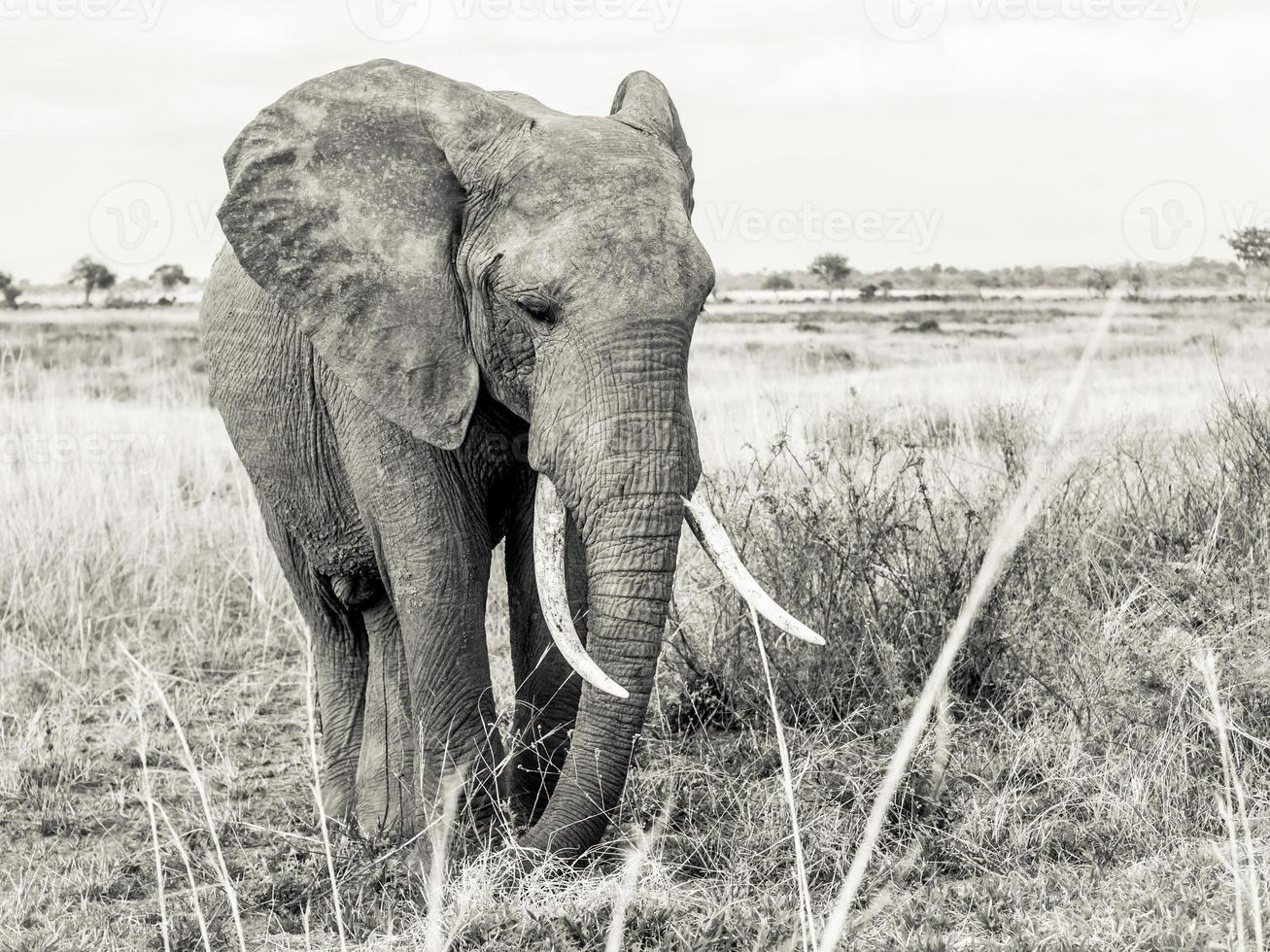 elefante foto