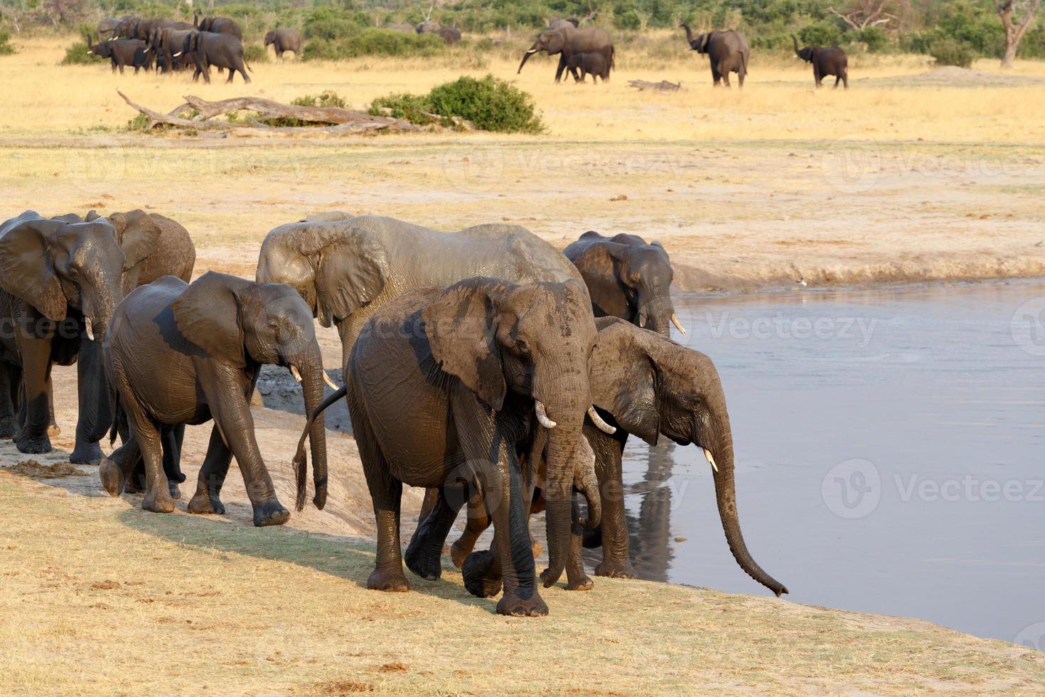branco di elefanti africani che bevono in una pozza fangosa foto