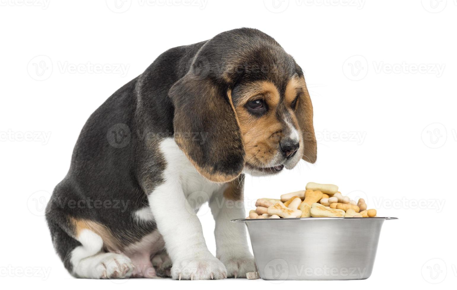 cucciolo di beagle seduto davanti alla ciotola piena di disperazione foto
