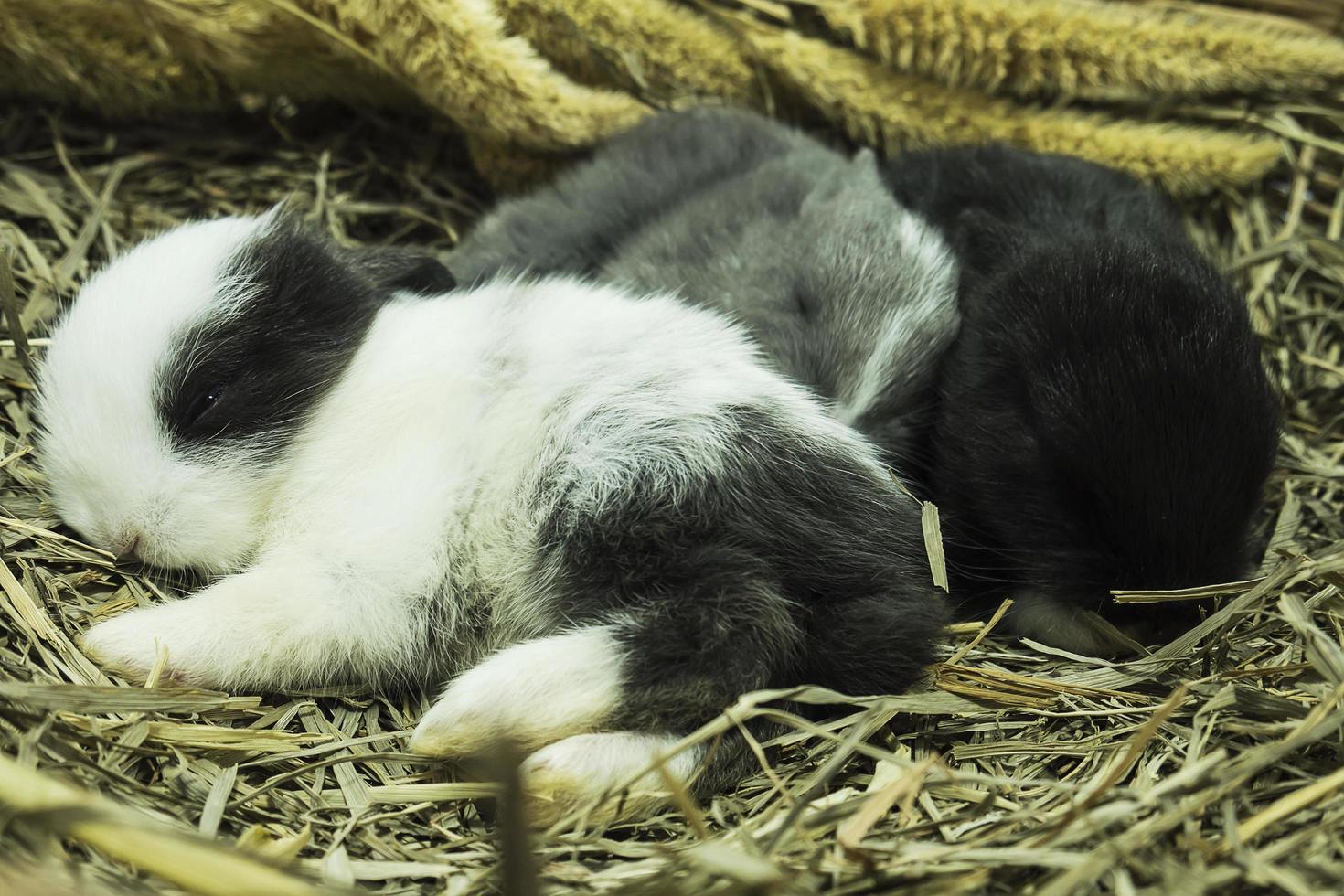 piccoli conigli thailandesi locali adorabili di 14 giorni foto