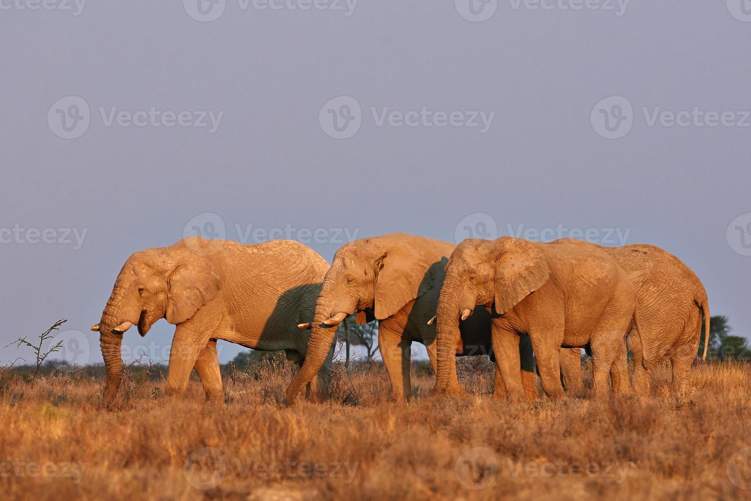 elefanti al tramonto foto