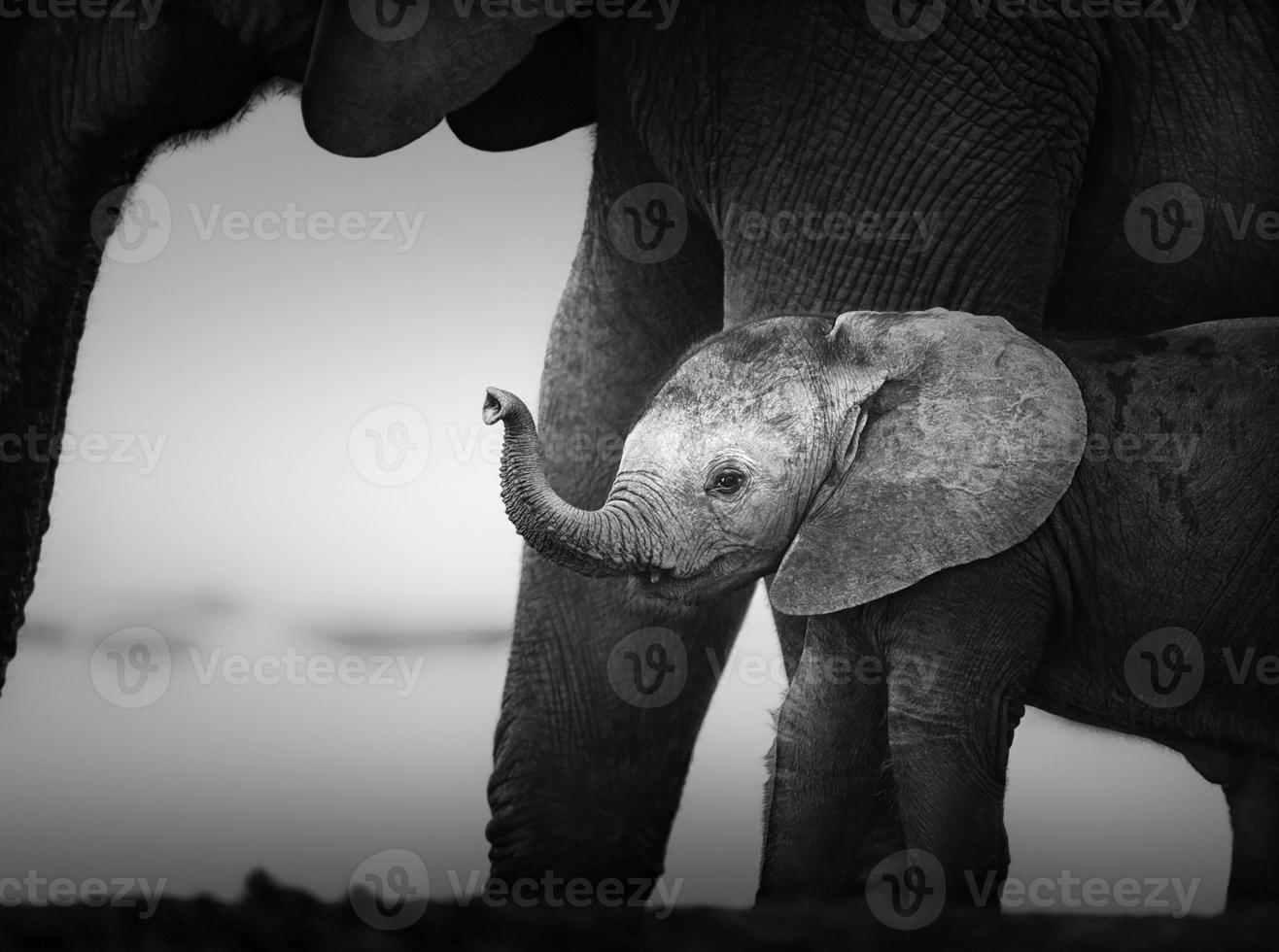 elefantino accanto alla mucca (elaborazione artistica) foto