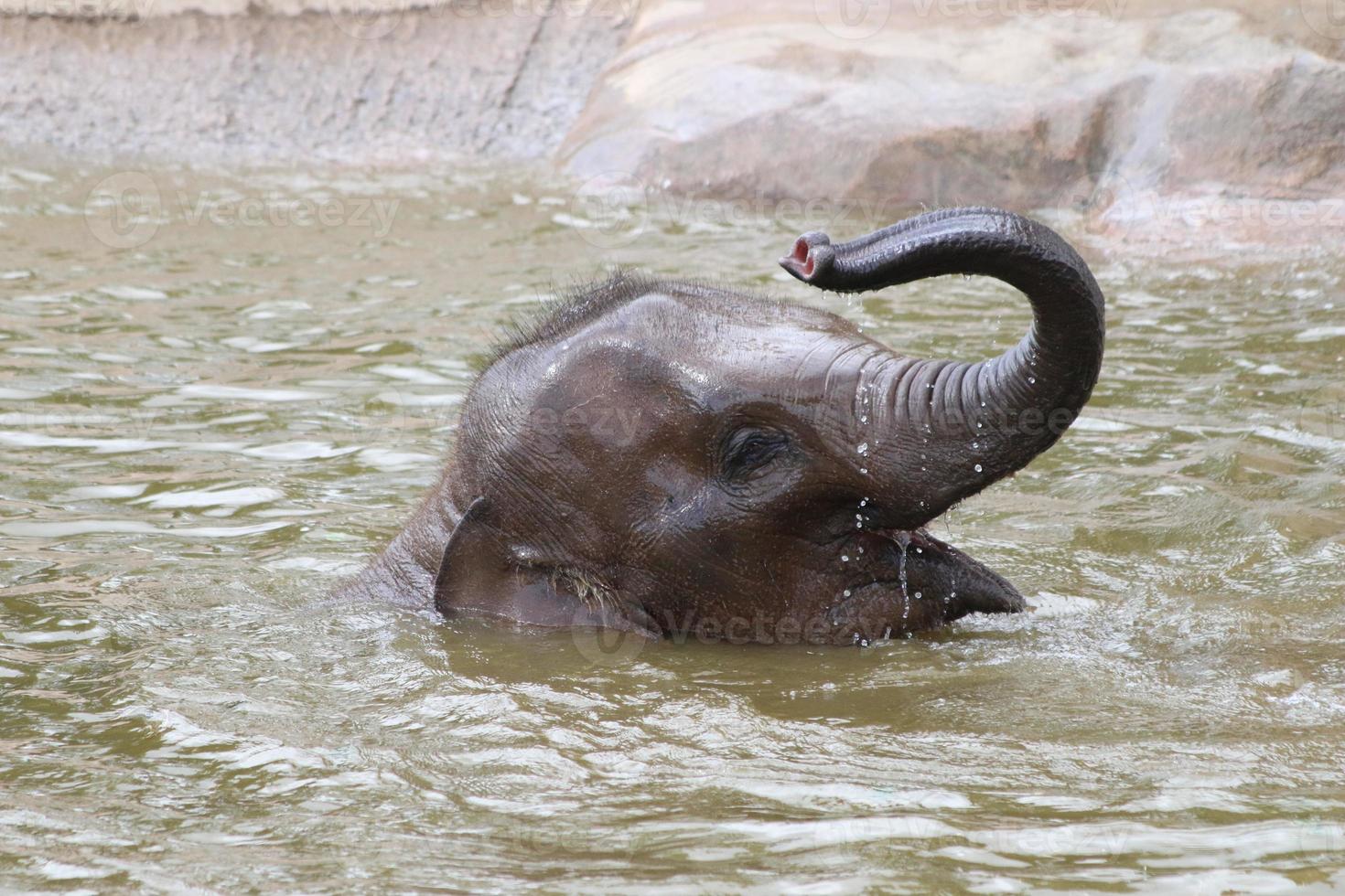 bagnetto di elefantino foto