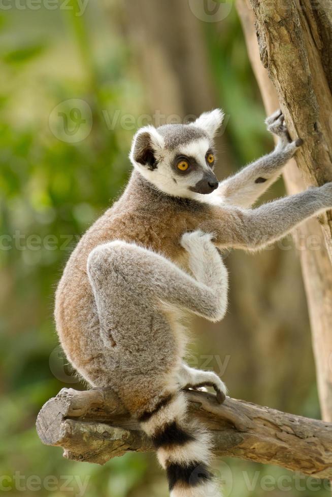 Lemure catta (lemure catta) foto