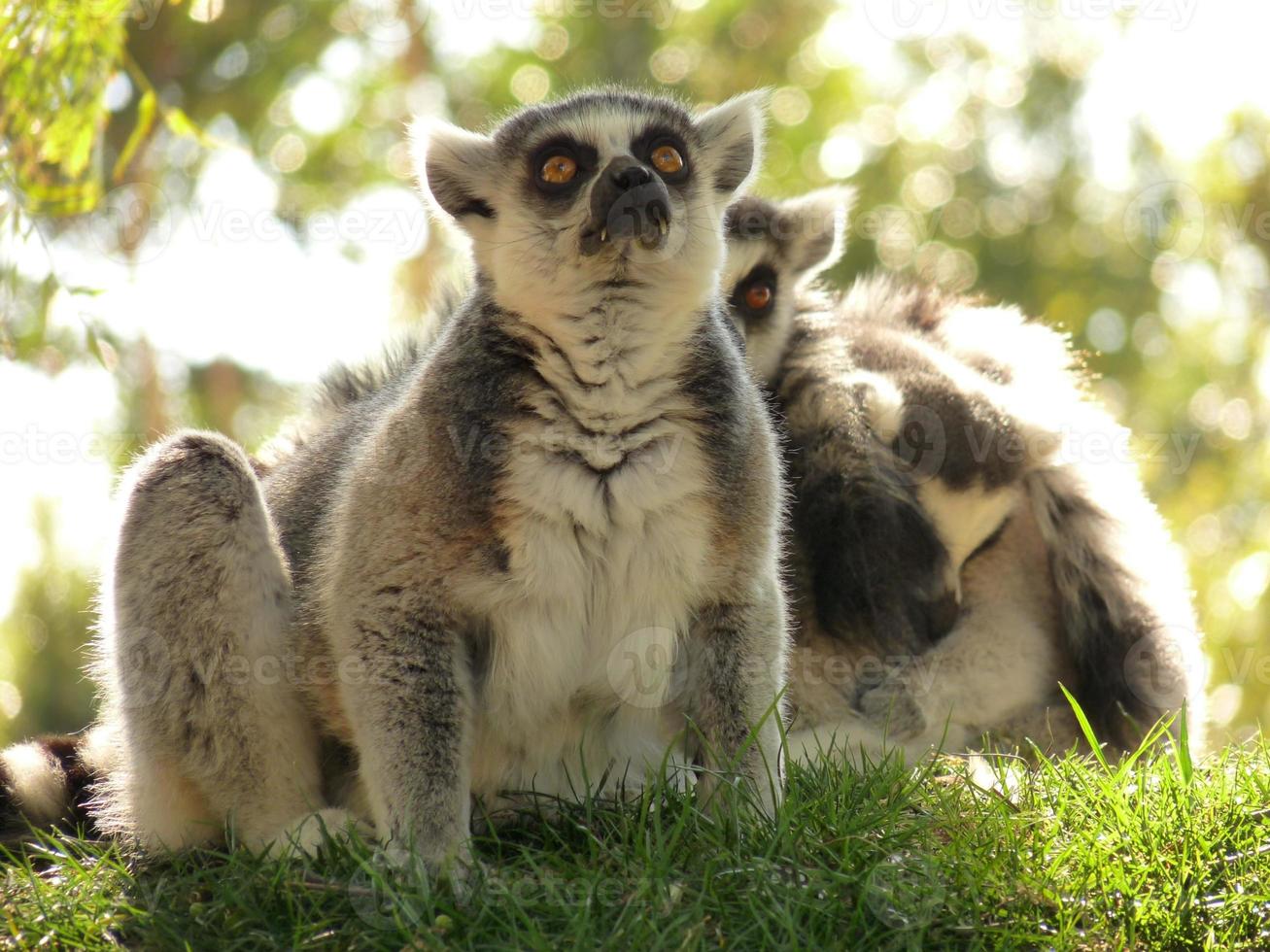 due lemuri seduti in erba foto