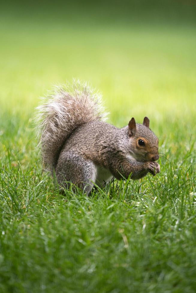 scoiattolo in erba foto