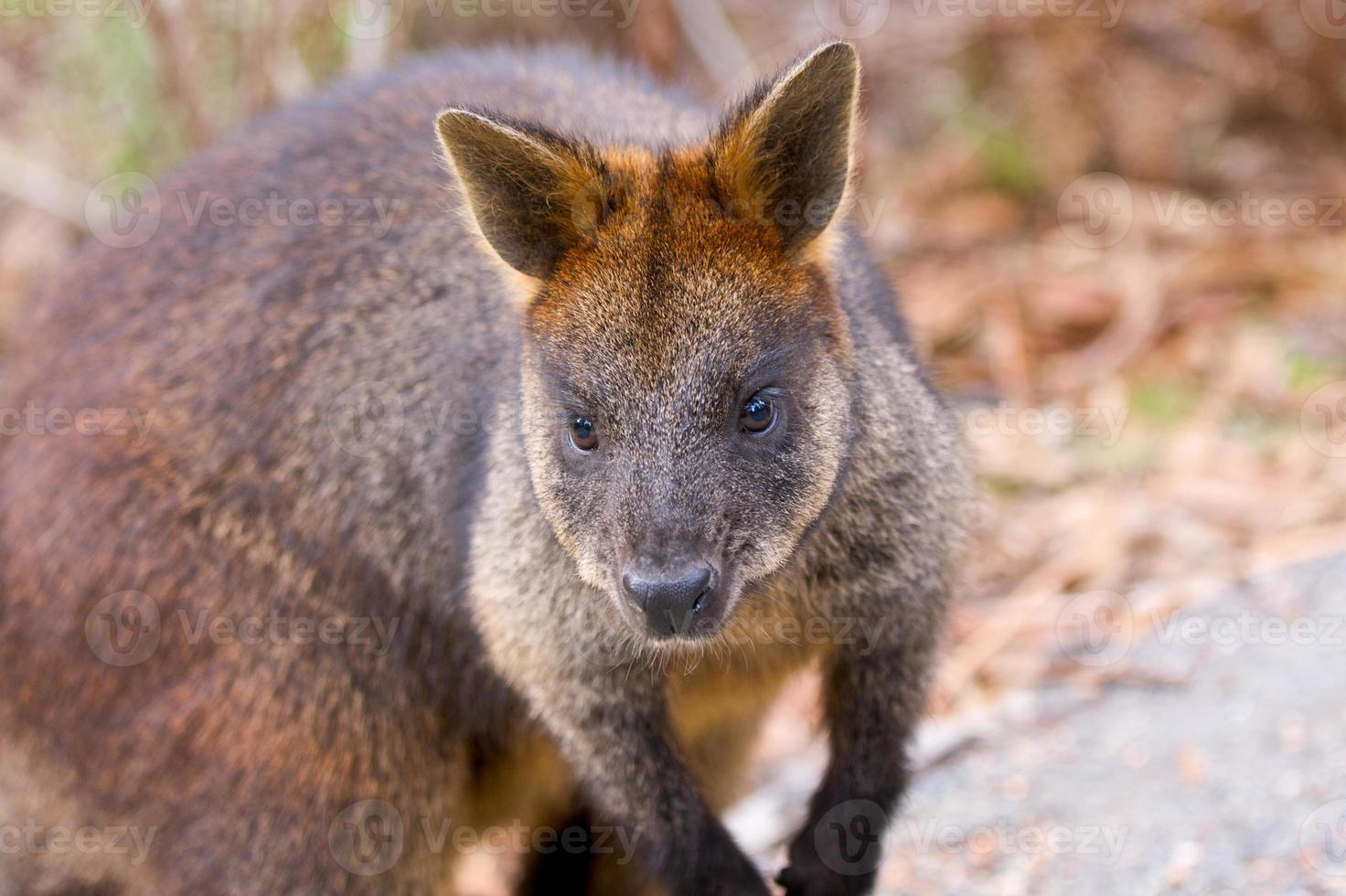 wallaby di roccia dalla coda a pennello foto