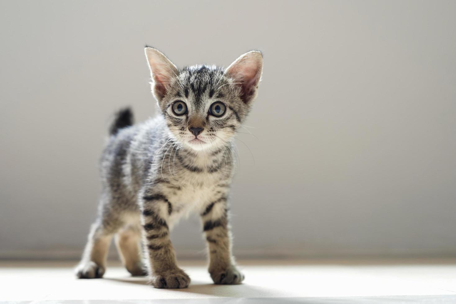 simpatico gatto in piedi nella stanza e la luce del mattino foto