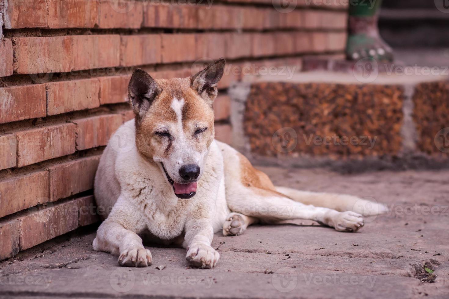 cane randagio che vive per strada o in comunità. foto