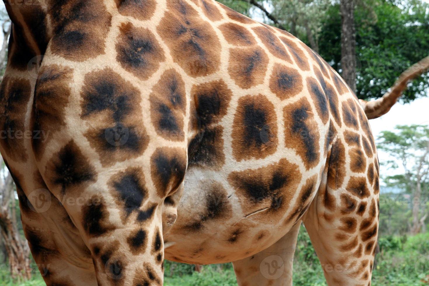 cuerpo de jirafa foto