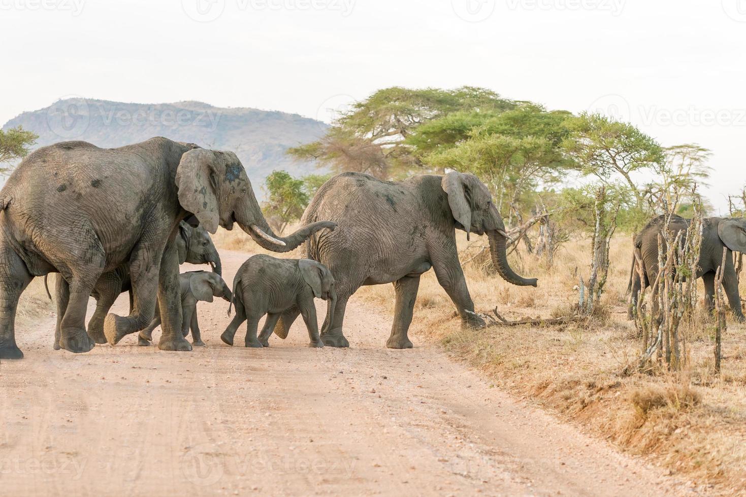 elefante africano nel parco nazionale del serengeti foto