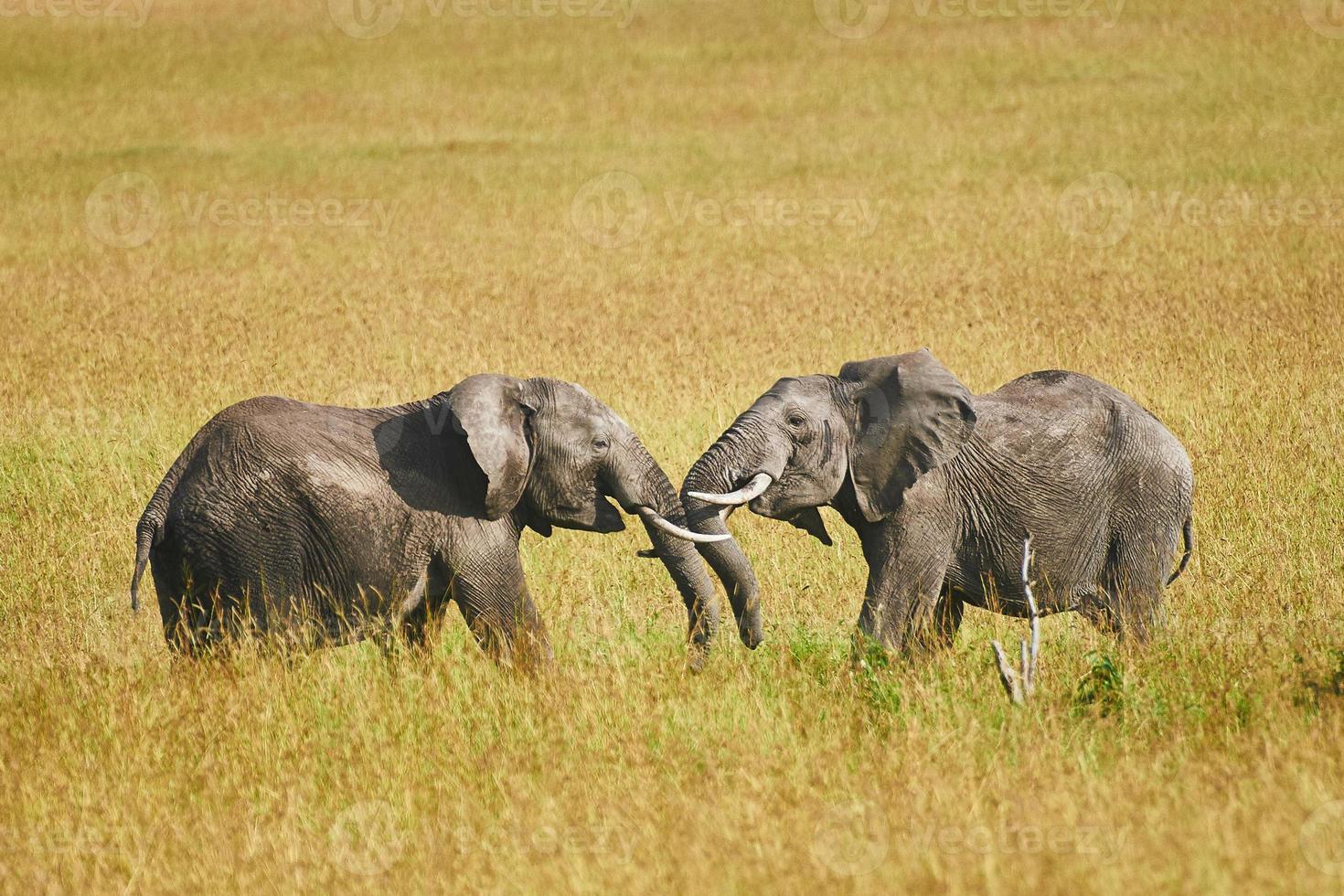 combattere tra due elefanti maschi foto