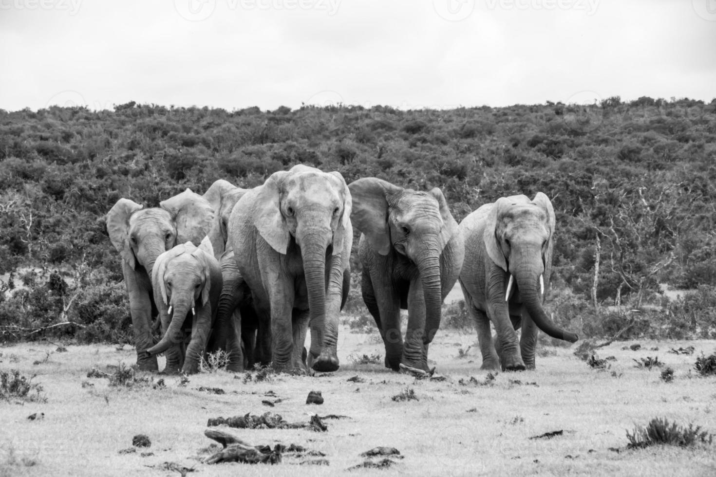 elefanti, sud africa foto