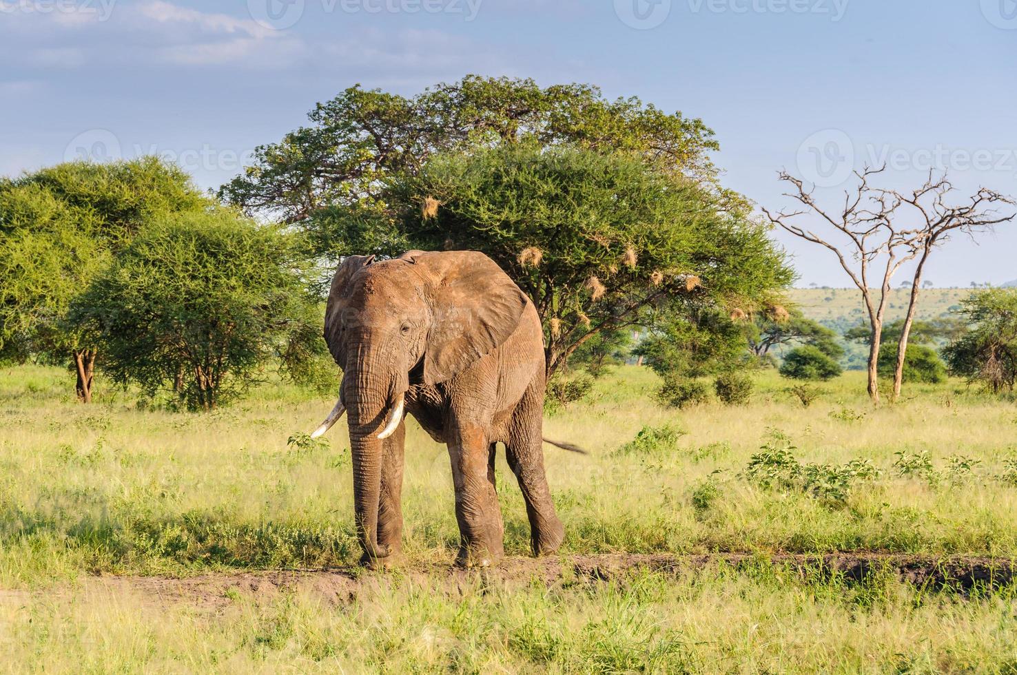 toro di elefante nel parco tarangire, tanzania foto