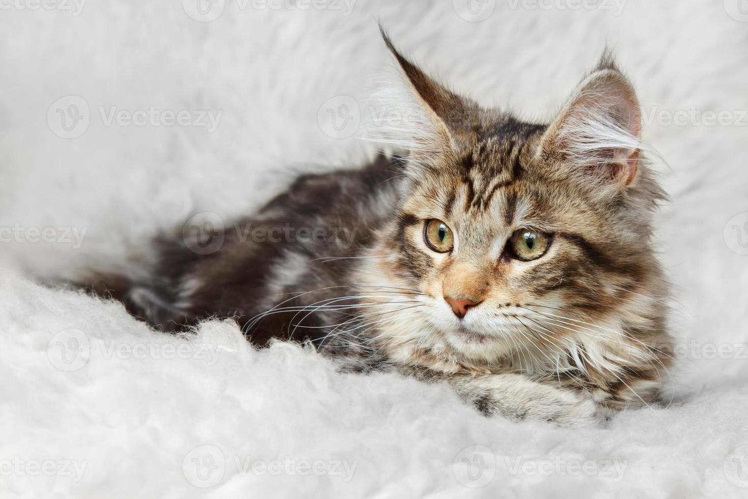 gattino di procione lavatore di Maine nero d'argento che posa sulla pelliccia del fondo foto