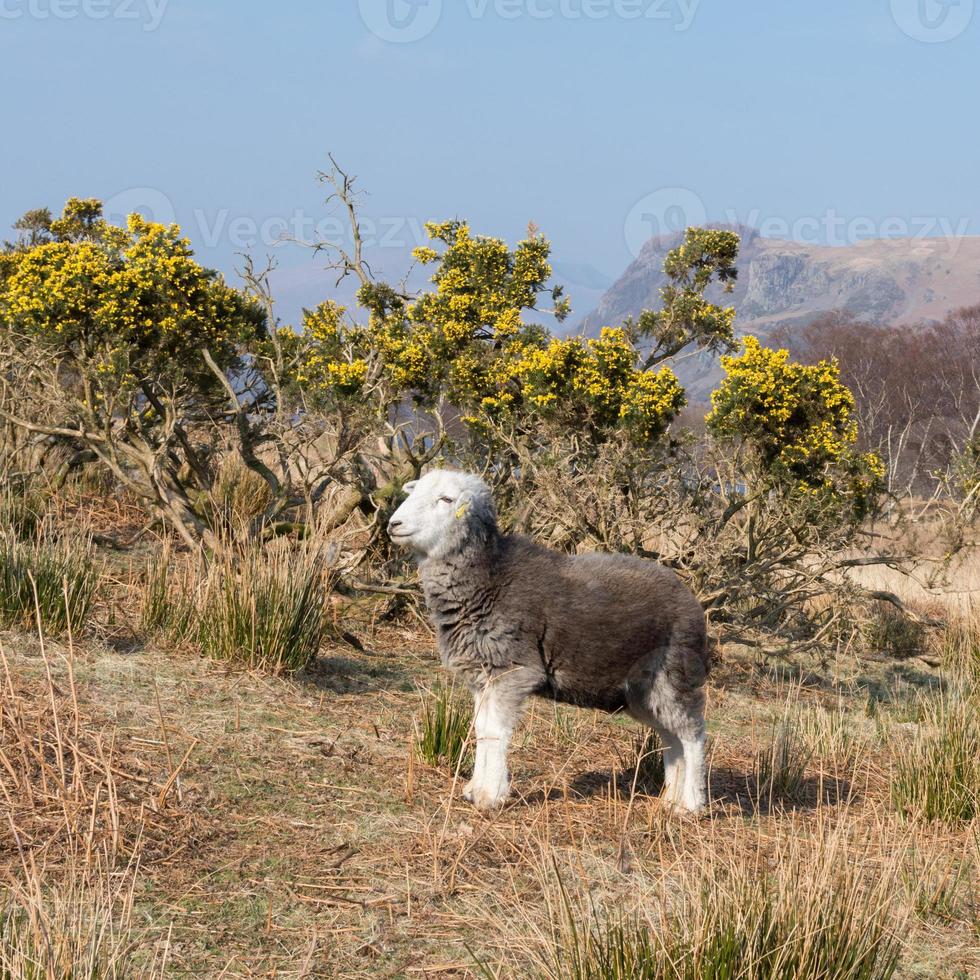 Herdwick Sheep - Lake District, Regno Unito foto